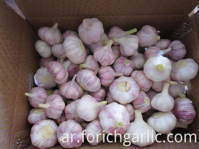 Normal White Garlic